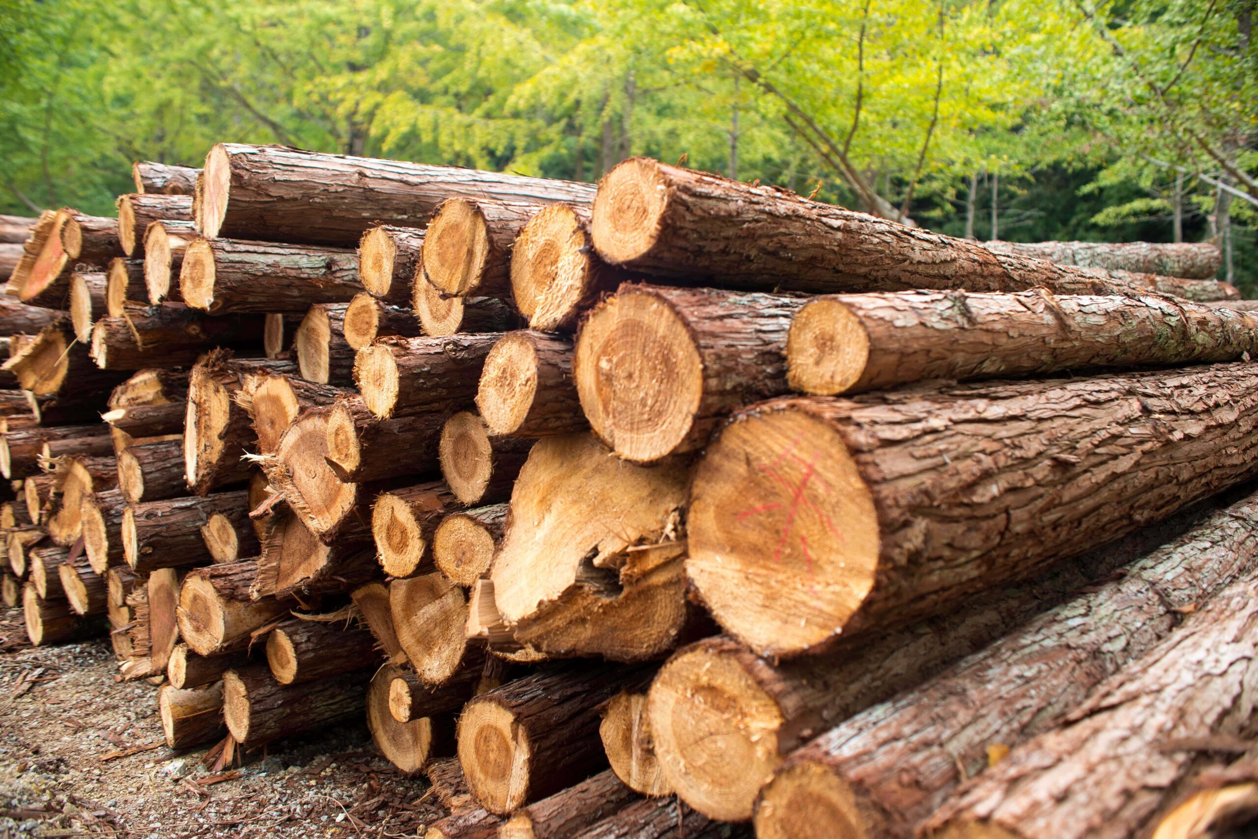 Sustainable timber.